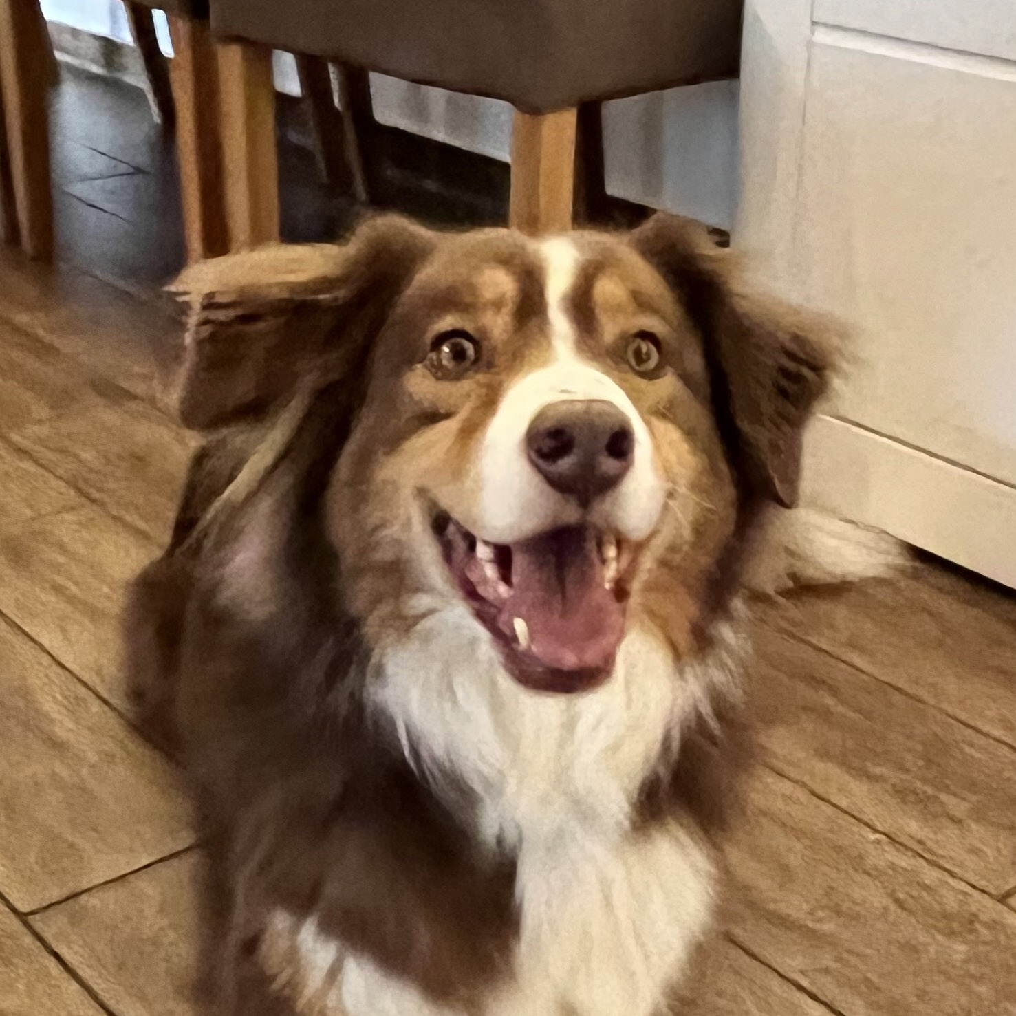 Casper - Treue Begleitung